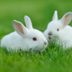 Illustration for article titled Rabbit Breeders Feel Totally Slut-Shamed By Pope Francis